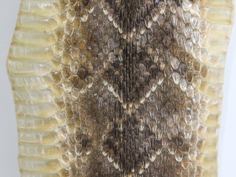 598-SRS-G2192 N Gallery Rattlesnake Skin WITHOUT rattle
