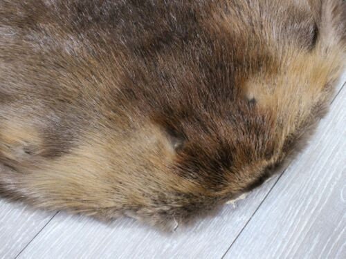 Large Beaver Skin #1/#2 Grade: Gallery (50-1-L-G3182) - Etsy