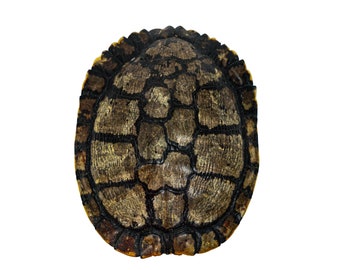 May include: A close-up of a turtle shell with a brown and black pattern. The shell is slightly domed and has a yellow edge.