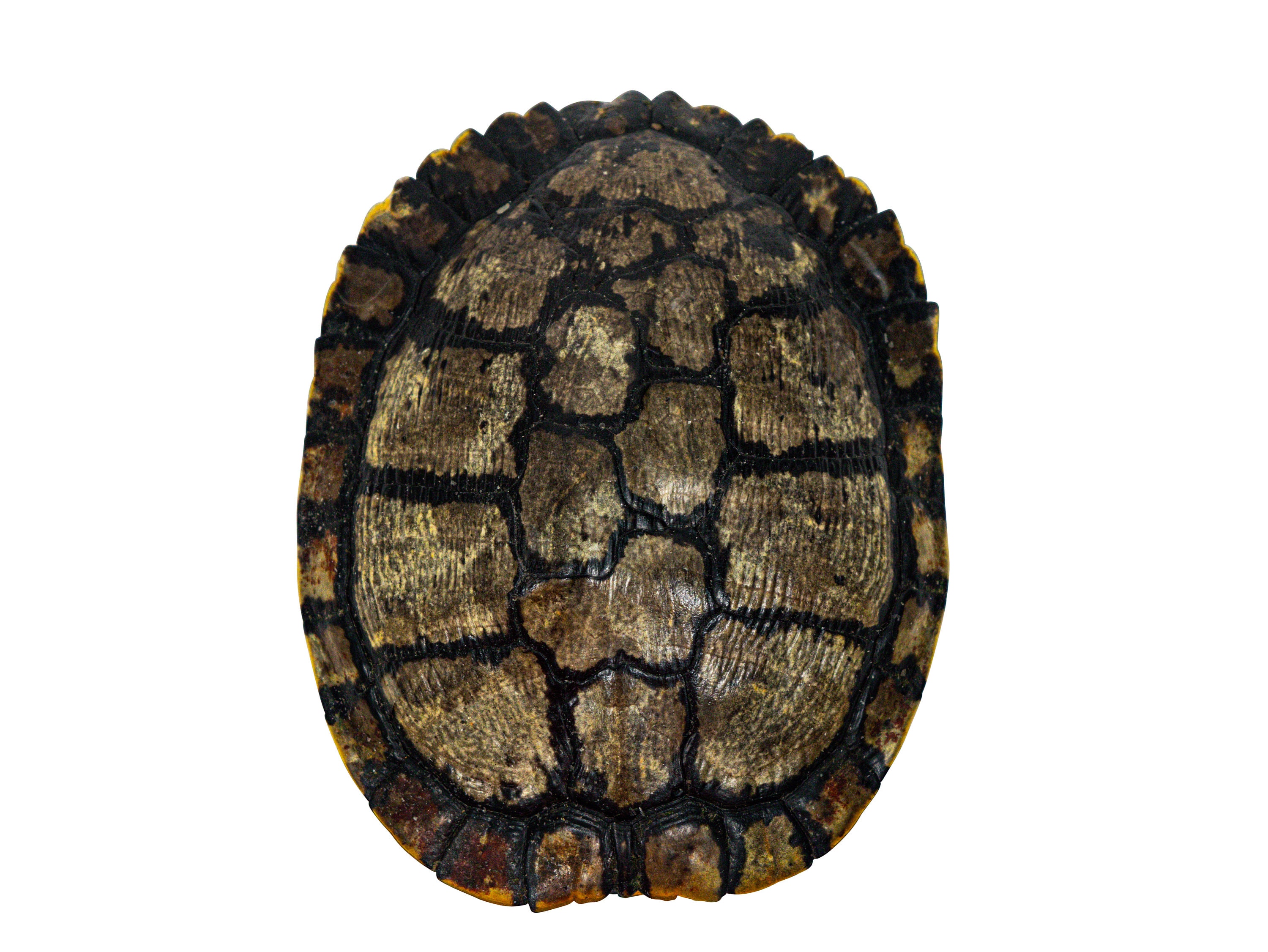Box Turtle Shell Pattern