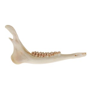 One (1) Deer Jaw Bone (584-40) Y2L