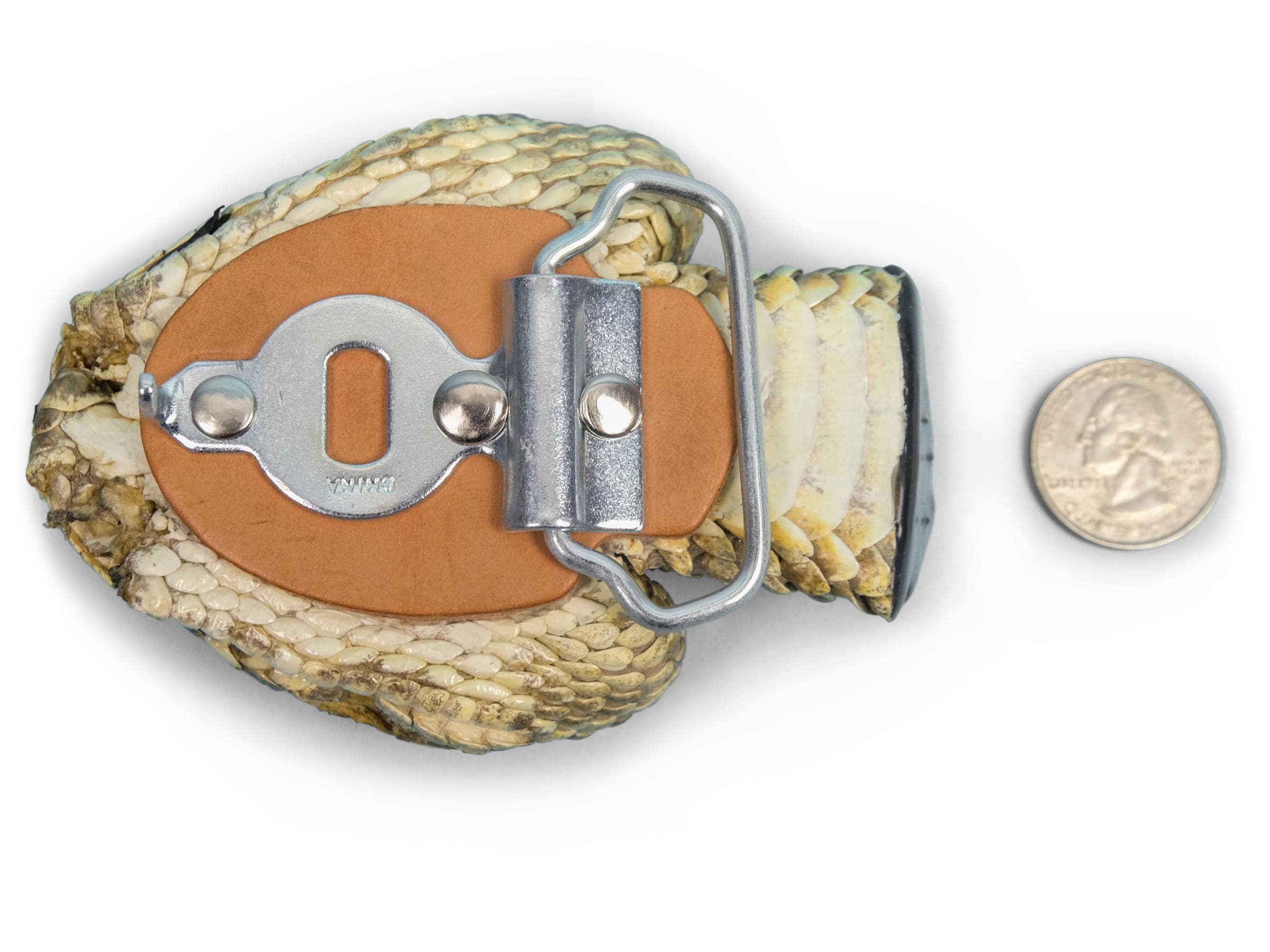 Real Rattlesnake Belt Buckle: Full Head (598-BB415-AS) Y2L