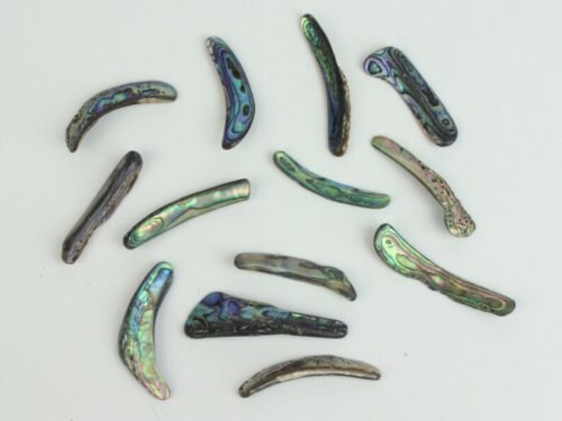 Abalone Shell Rim Paua Abalone Shell Rims Satin: Small 1/4 Lb (565Z-TPSRS-AS) - Etsy