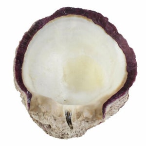 Purple Spiny Oyster Shell – First Quality (1086-21-G3266) Y1X