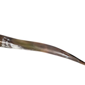 May include: A long, curved, brown and white horn.
