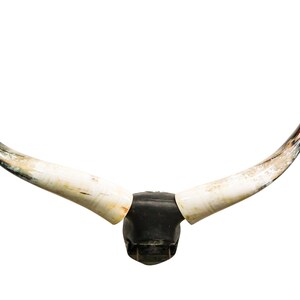 K&ouml;nnte beinhalten: Ein Paar wei&szlig;e und schwarze Bullenh&ouml;rner, die auf einem schwarzen Holzsockel montiert sind. Die H&ouml;rner sind gebogen und haben eine nat&uuml;rliche Textur.