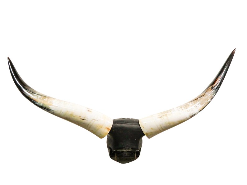 K&ouml;nnte beinhalten: Ein Paar wei&szlig;e und schwarze Bullenh&ouml;rner, die auf einem schwarzen Holzsockel montiert sind. Die H&ouml;rner sind gebogen und haben eine nat&uuml;rliche Textur.