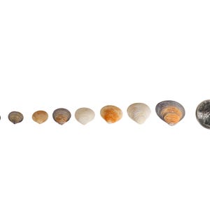 May include: A row of eight seashells of varying sizes and colors, ranging from small and gray to large and orange, with a silver US quarter for scale.