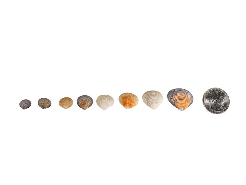 May include: A row of eight seashells of varying sizes and colors, ranging from small and gray to large and orange, with a silver US quarter for scale.