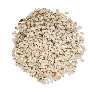 Nassa Arcularis Shells 0.75&quot;-1&quot;: 1-Gallon (2HS-3440-GA) Y3K