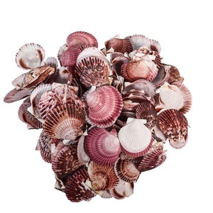 Purple Pecten Shells: 1.5&quot;-2.75&quot; 1-KG bag (2.2 lbs) (2HS-3706K-KG) Y3K