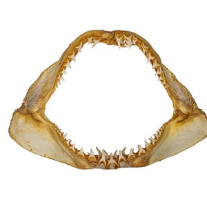 Mako Shark Jaw 23&quot;-24&quot;: Gallery Item (561-J17-2324-G6136) Y1K