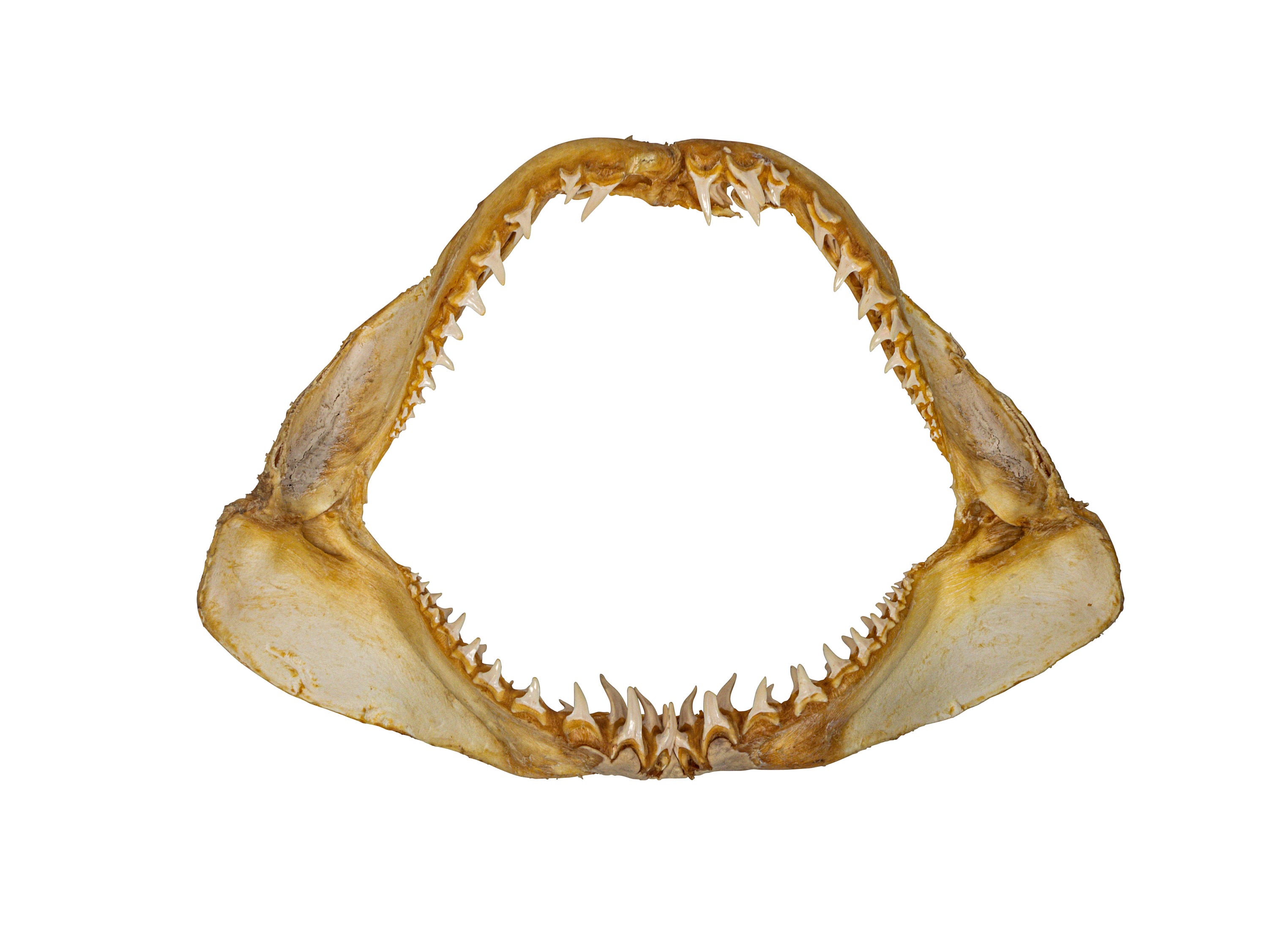 シャークスキン　大型マコシャーク【Y】 il_fullxfull.4267807838_tla2.jpg