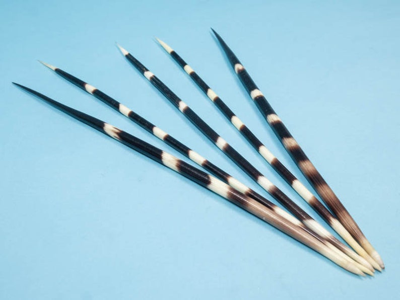 FIVE 5 Real African Porcupine Quills 1 XLarge 11 Etsy
