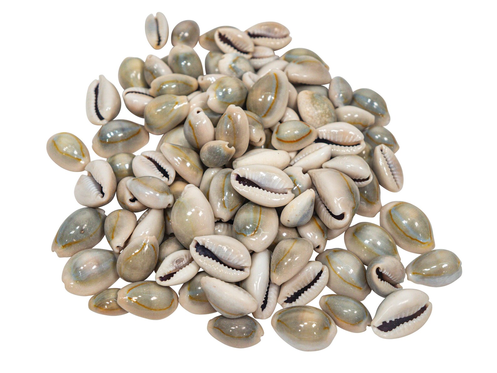 One Hundred (100) Pack of Ringtop Cowrie Shells (269-274-C) - Etsy