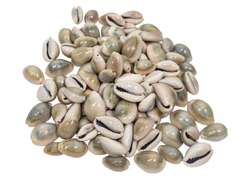 One Hundred (100) Pack of Ringtop Cowrie Shells (269-274-C) - Etsy