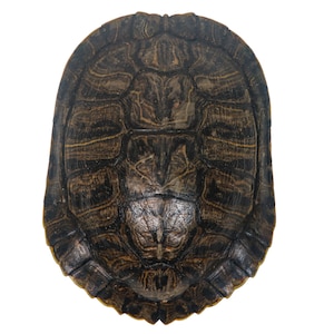 May include: A close-up of a turtle shell, showing the intricate pattern of dark brown and black markings on a light brown background.