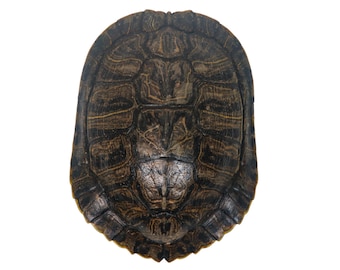 May include: A close-up of a turtle shell, showing the intricate pattern of dark brown and black markings on a light brown background.