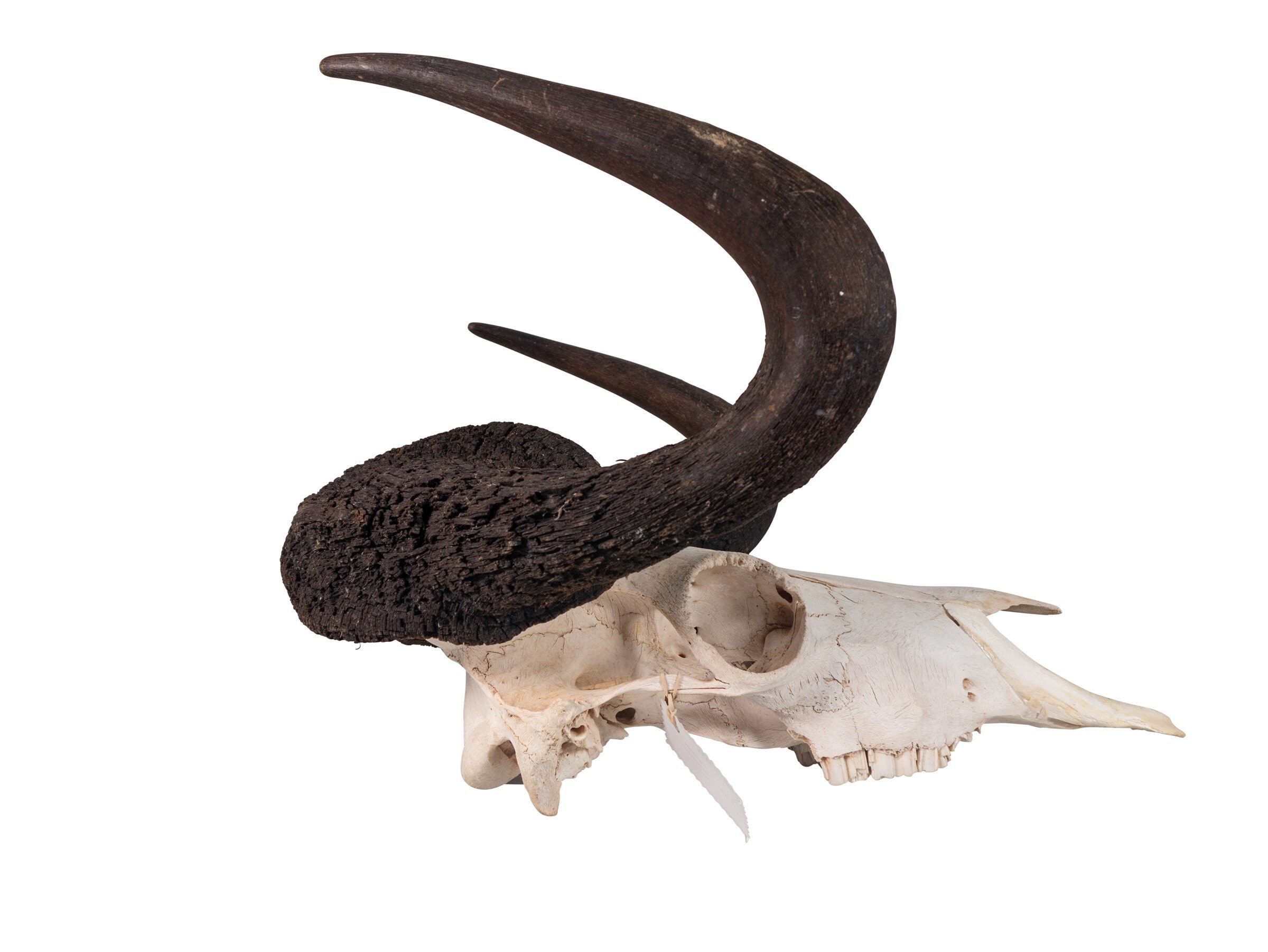 THE SKULL DISKDAMNGOOD!! × NATURE TONES Ornithomimosaurid Skull – Display Replica – Black Hills