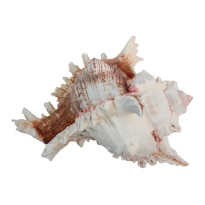 May include: A large, white seashell with brown and pink markings. The shell has a complex, intricate shape with many points and ridges.