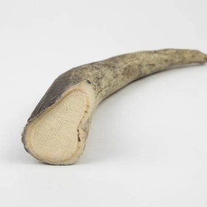 Punta de asta de alce grande 9&quot;-12&quot; (513-TIP-L) P16