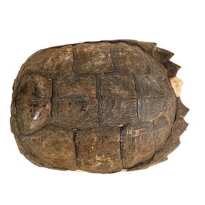 May include: A turtle shell with a textured, brown and gray surface. The shell is composed of numerous rectangular and polygonal plates, with a slightly rough appearance. The edges of the shell have a jagged, irregular shape.