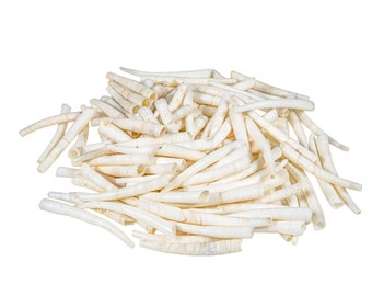 One Hundred (100) 1" to 1.5" Dentalium Vernedei Shells (208-C-L)