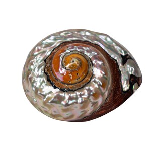 May include: A large, iridescent seashell with a spiral pattern in shades of brown, white, and pink. The shell has a smooth, glossy finish.