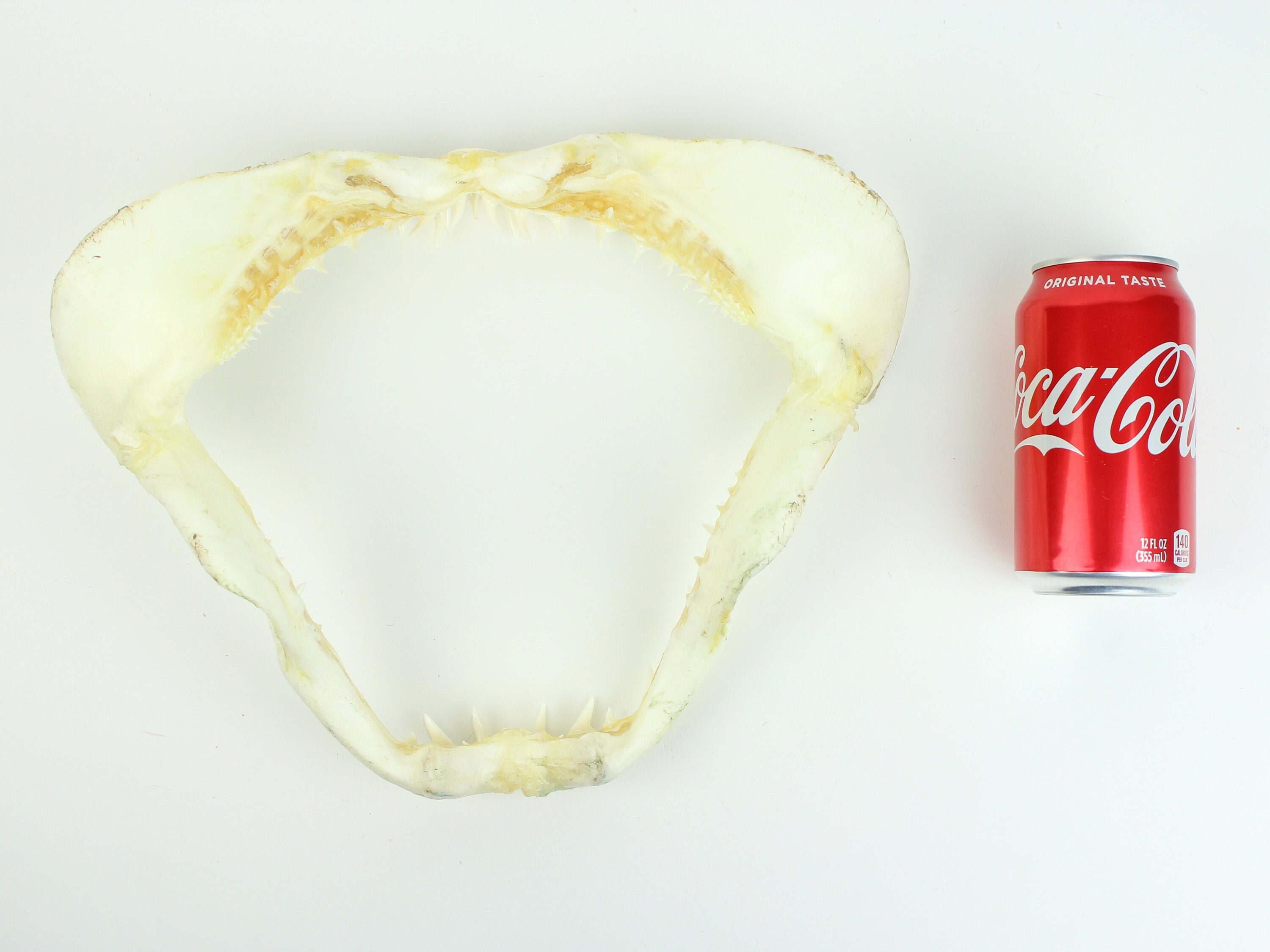Real Mako Shark Jaw 13