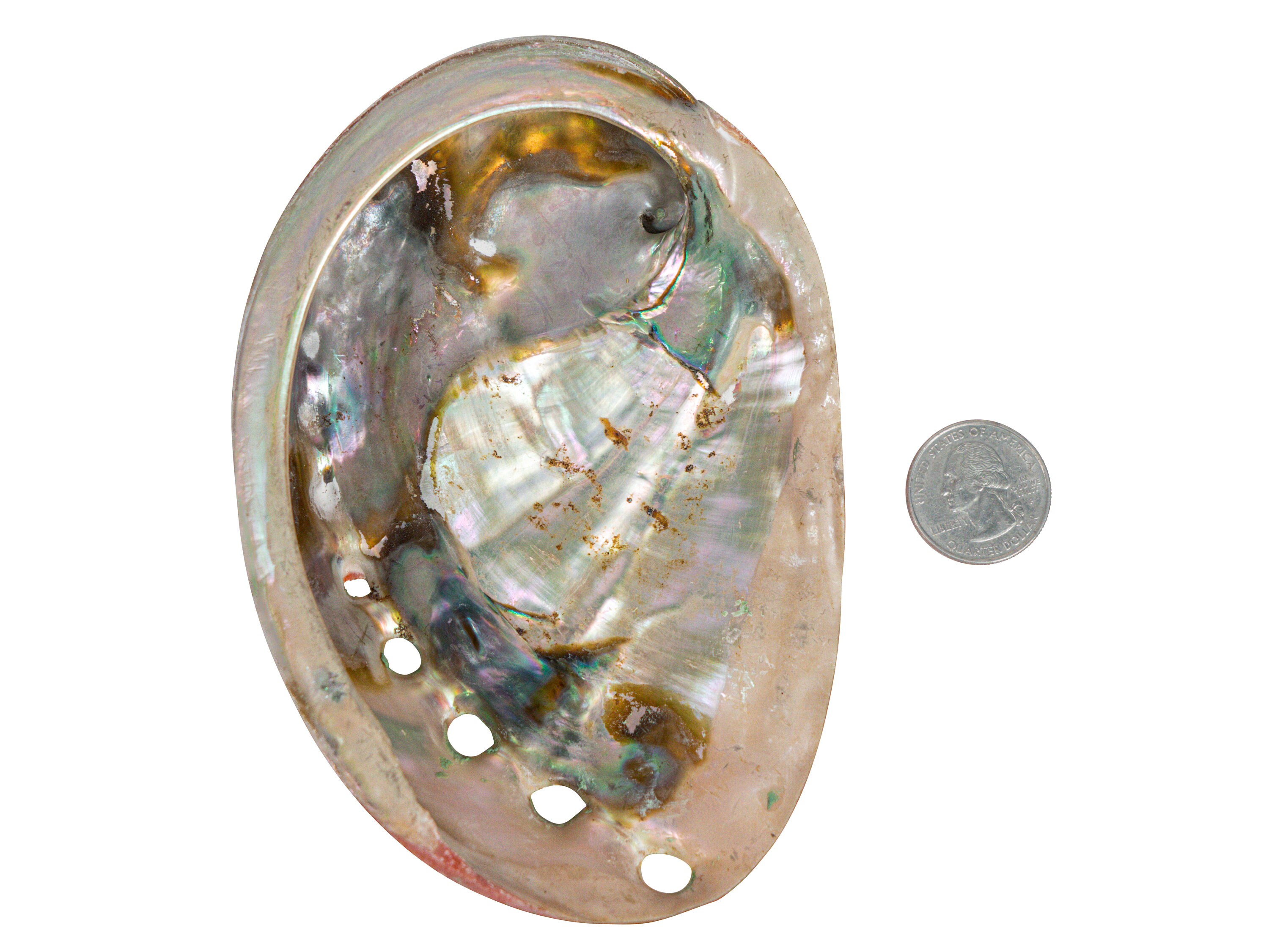 アバロン (abalone) p706p5g Abalone – Avaron Floors