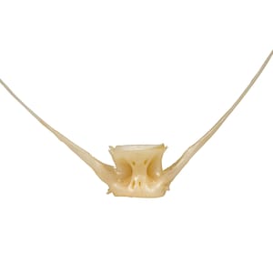 May include: A close-up of a light brown, bone-like object with two long, thin, pointed extensions. The object is isolated on a white background.