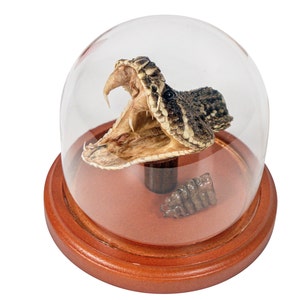 May include: A preserved rattlesnake head with its mouth open, displayed in a glass dome on a wooden base.