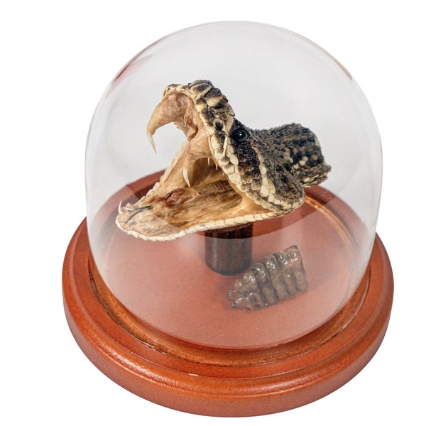 Mounted Rattlesnake Head and Rattle in Dome (400-RS-58R) Y3K
