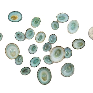 Green Limpet Shells - One Pound Bag (1171-LB) Y3K