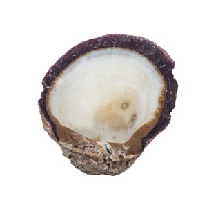 Purple Spiny Oyster Shell – Second Quality (1086-22-G4994) Y1J