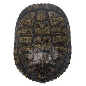 May include: A close-up of a turtle shell, showing the intricate pattern of the scutes. The shell is a dark brown color with black markings.
