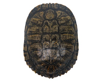 7" to 8" Red Ear Turtle Shell (227GS-0708) Y2N