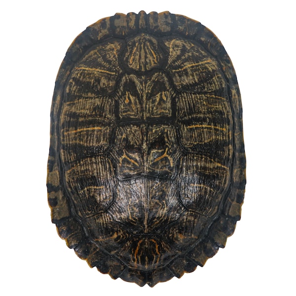 7" to 8" Red Ear Turtle Shell (227GS-0708) Y2N