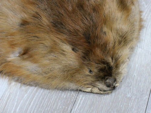 Extra Large Beaver Skin #1/#2 Grade: Gallery (50-1-XL-G3209) - Etsy