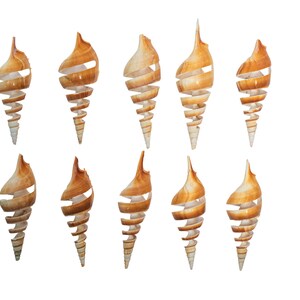 May include: A collection of 10 spiral seashells, each with a unique, intricate pattern. The shells are a light brown color and have a smooth, polished finish.