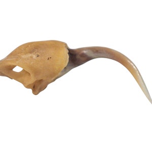 Real Rattlesnake Fang #2 (Not perfect)  (598-F2-AS) Y2D