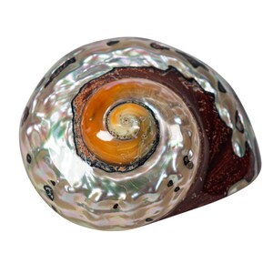 May include: A polished, iridescent seashell with a spiral design. The shell features a pearlescent exterior with hints of green, silver, and gold. The center of the shell is a warm orange color, and the outer edge is a dark brown.