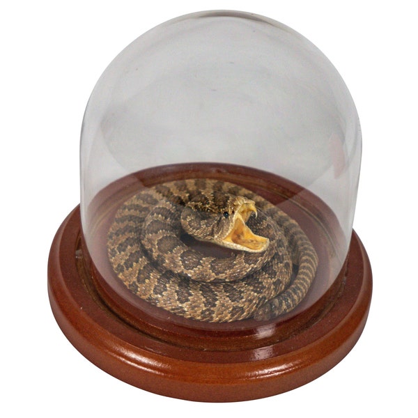 Mounted Extra Small Rattlesnake in Dome (400-RS-58M) Y3K