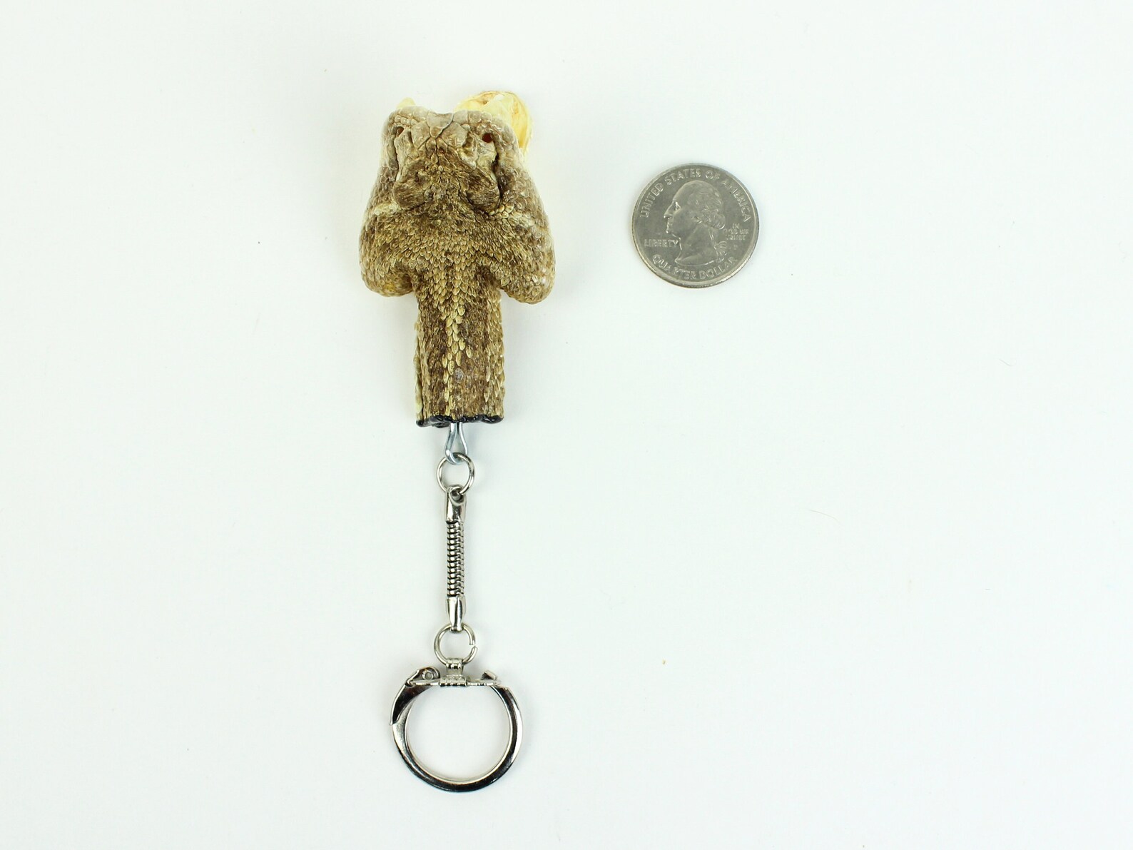 Rattlesnake Head Keychain Wide Open Mouth 4230W C4C Etsy