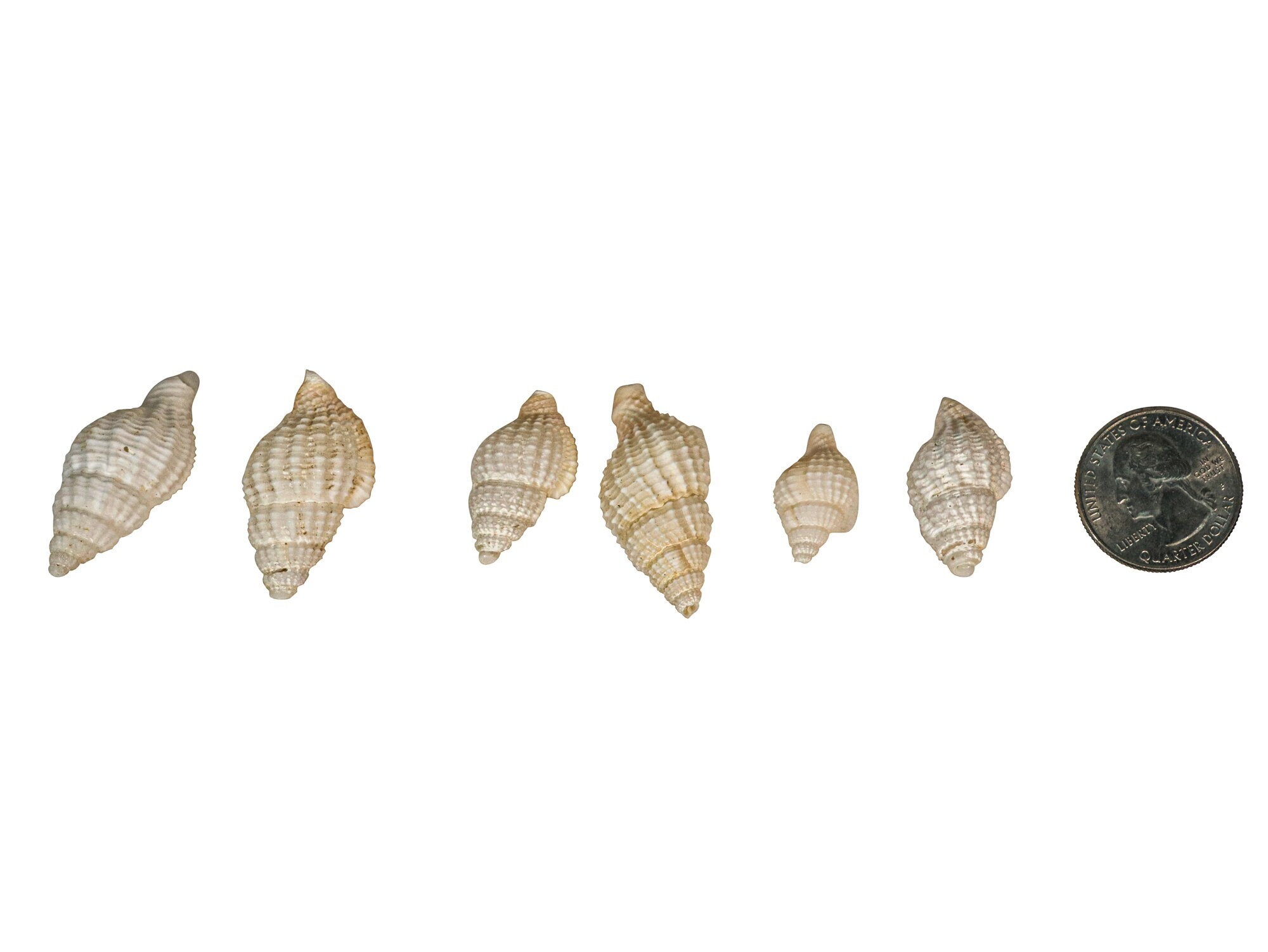 Nassa Reticulata Shells 0.625