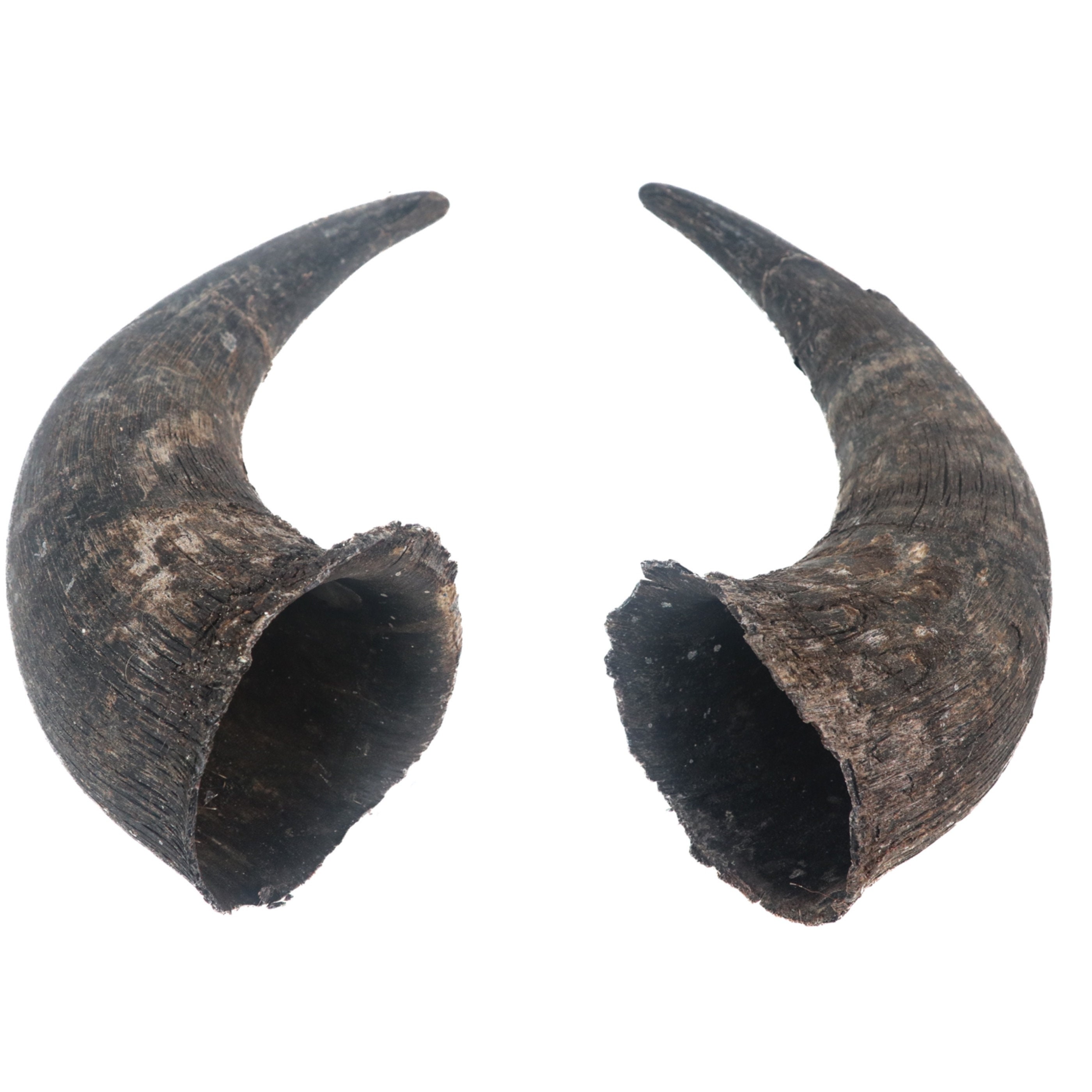 【極厚革６ＭＭ】BUFFALO HORN Matched Large Pair of #2 Grade Real North American Buffalo