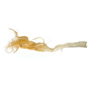 Tanned USA Bovine Cow Tail Switch: Long Hair 5&quot;+ (18-35TSWU-L) Y1H