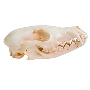 Red Fox Skull (15-205-R) Y2J