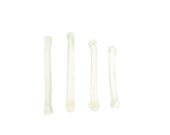 Four Coyote Toe Bones (1116-30)