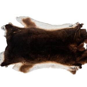 Czech Rex Rabbit #1 Skin: Castor or Beaver Color (142-10CZ) Y1J